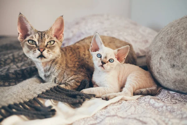 Devon Rex gato e gatinho. Amor e ternura . — Fotografia de Stock