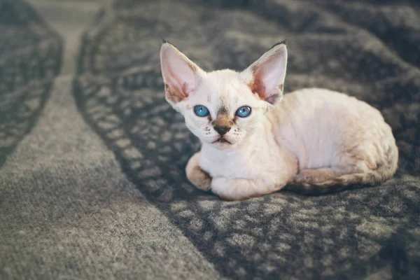 Bonito pouco tabby ponto gatinho é dormir no macio cobertor no o cama — Fotografia de Stock