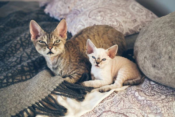 ΝΤΕΒΟΝ Ρεξ γάτας με το γατάκι. Αγάπη και τρυφερότητα. — Φωτογραφία Αρχείου