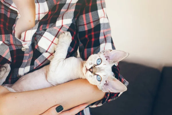 Close-up de uma mulher mãos segurando e abraçando bonito Devon Rex gatinho . — Fotografia de Stock