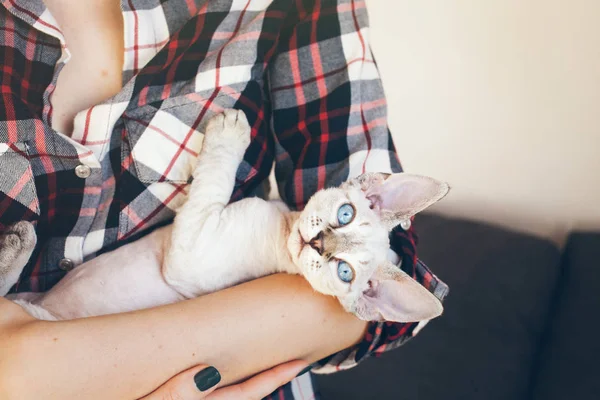 Zbliżenie: kobieta ręce trzyma i przytulanie słodkie kitten Devon Rex. — Zdjęcie stockowe