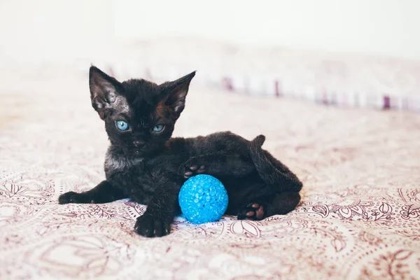 Gatinho bonito e engraçado está jogando com uma pequena bola azul . — Fotografia de Stock