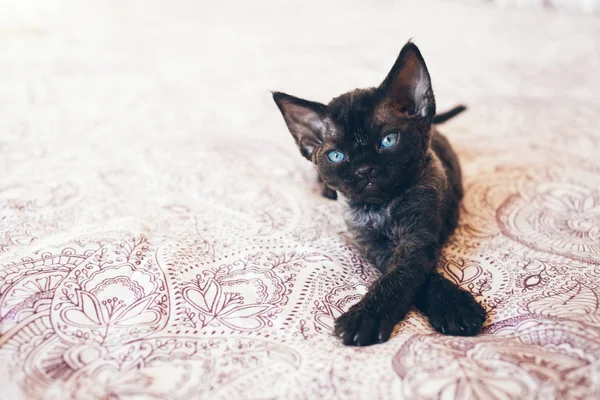 왼쪽에서 보는 파란 눈을 가진 귀여운 데 번 Rex 새끼 고양이 침대에 앉아. — 스톡 사진
