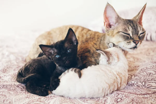 Mamma katt med hennes ungar. Kärlek och ömhet. — Stockfoto