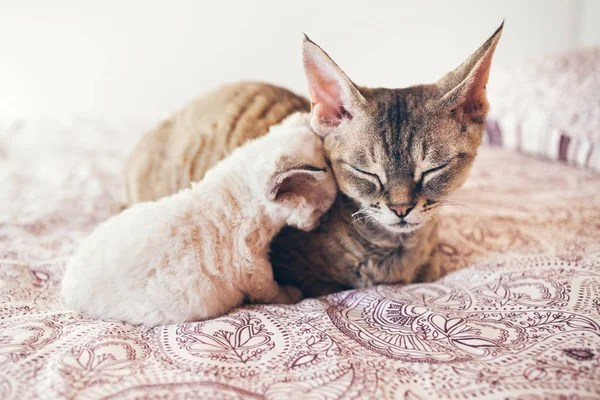 Anne kedi ve yavru kedi. Sevgi ve hassasiyet.