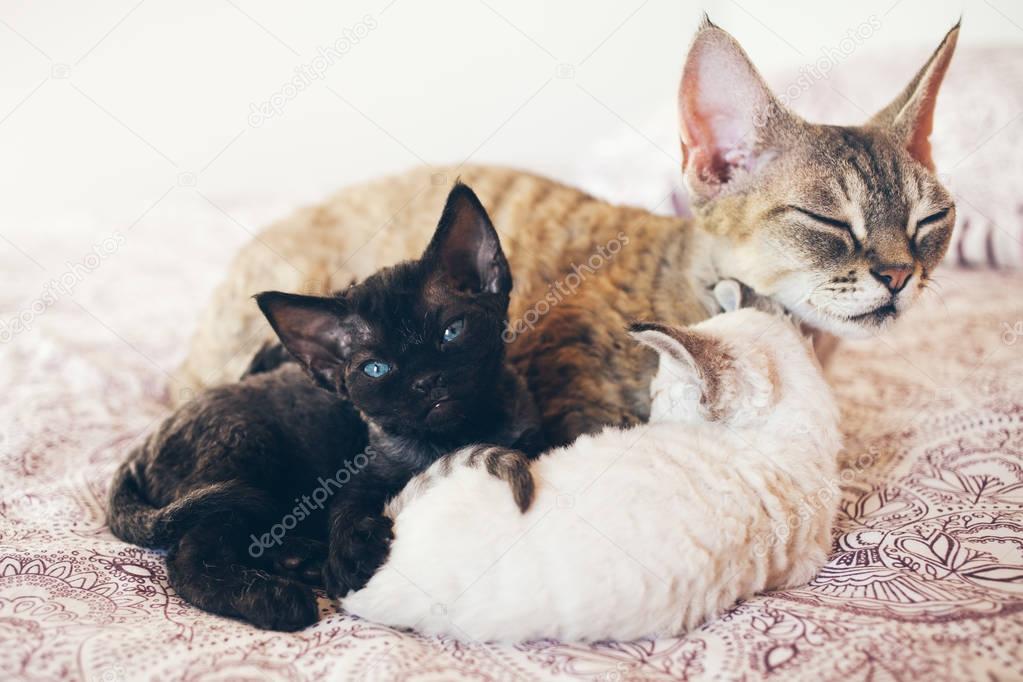 Mum cat with her kittens. Love and tenderness.