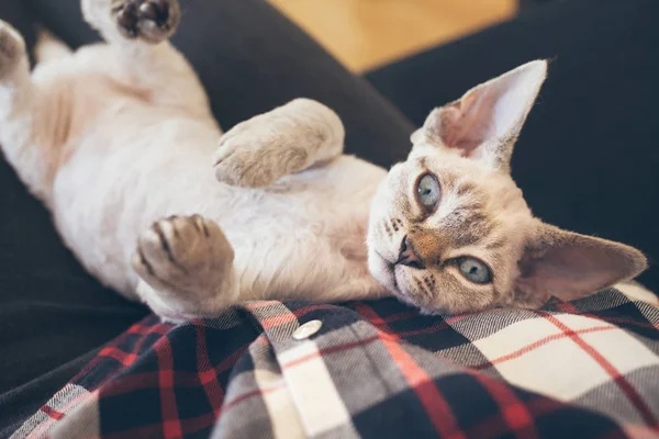 Hermoso Devon Rex gato está acostado en propietarios regazo y mirando directamente a la cámara . — Foto de Stock