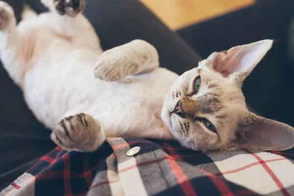 Schöne schläfrige und entspannte devon rex Katze legt sich auf den Schoß ihres Besitzers und blickt direkt in die Kamera. — Stockfoto