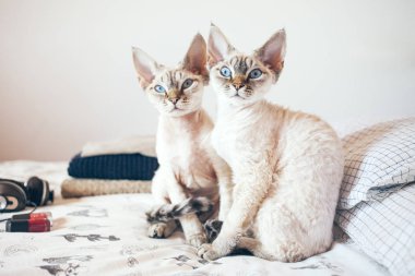 İki sevimli kedi yatağı üzerinde oturan ve sana bakmak. 