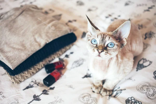 Pouco bonito Devon Rex gato senta-se na cama e quer sua atenção para abraços e jogar . — Fotografia de Stock