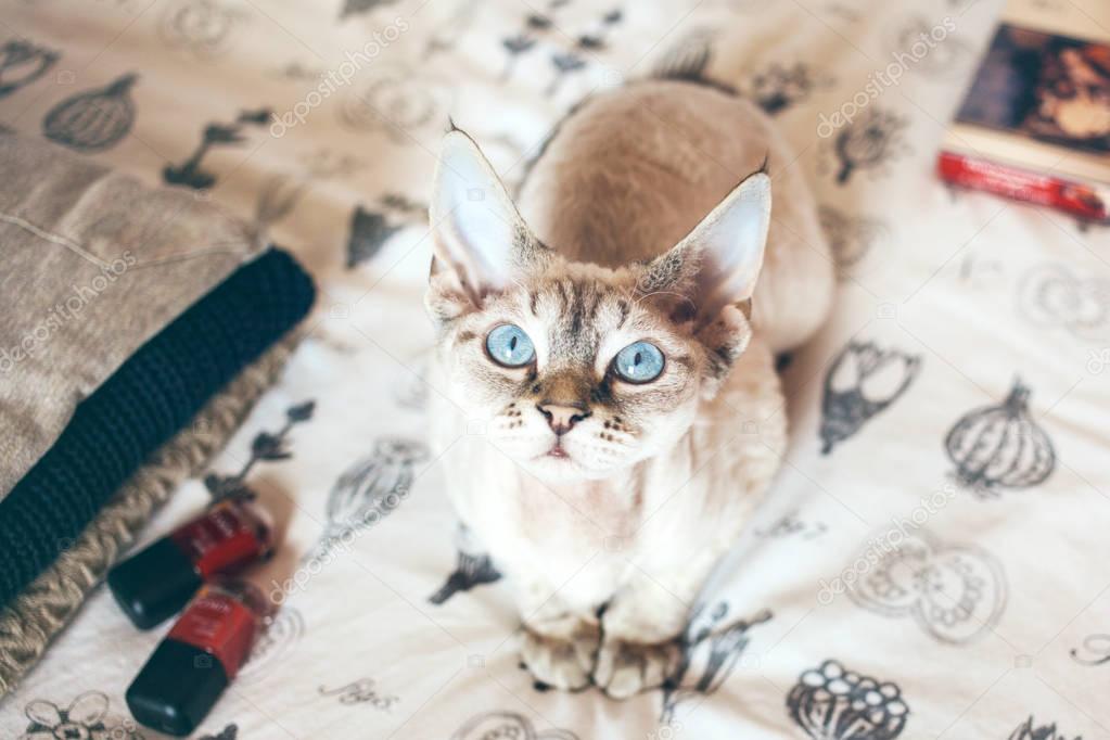 Pretty little cute Devon Rex cat is sitting on the bed and wants your attention for hugs and play.