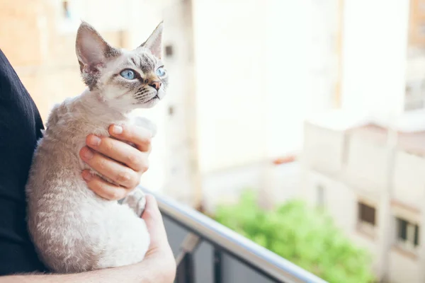 Close-up de um Devon rex gatinho sentado em proprietários mãos e olhando para fora da janela . — Fotografia de Stock