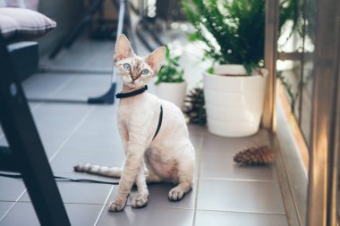 Yoksun Rex kedi içinde belgili tanımlık Bahçe tasma yürüyor. Kedi açık yürüyor. 
