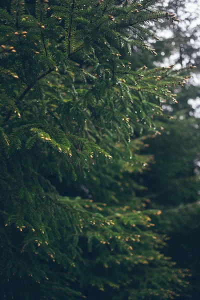 Дощі на гілці зеленої ялинки. Ялинкові голки та краплі дощу . — стокове фото