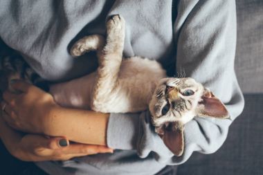Kadın tutarak ve onun sevimli meraklı yoksun Rex kedi sarılma.