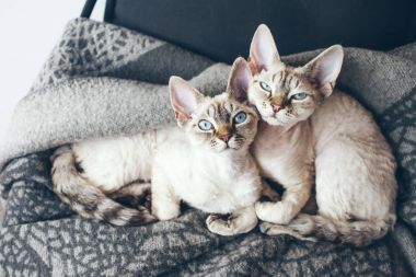 İki kedi sevgi ve hassasiyet kavramı