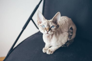 Yoksun Rex kedi sevimli yüz ve güzel mavi gözleri ile