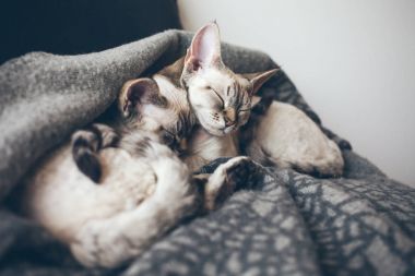 İki sevimli yoksun Rex kedi birlikte yumuşak yün battaniye var yatıyor musun.