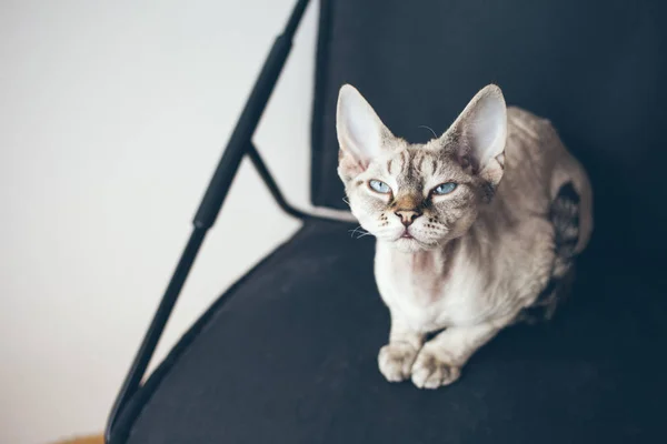 Девон Рекс кішка з миле обличчя і красиві блакитні очі — стокове фото