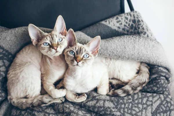 Two adorable and funny Devon Rex cats with blue eyes — Stock Photo, Image