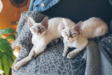 Two Devon Rex cats with sleepy faces are laying down together on the soft wool blanket and looking at camera. clipart