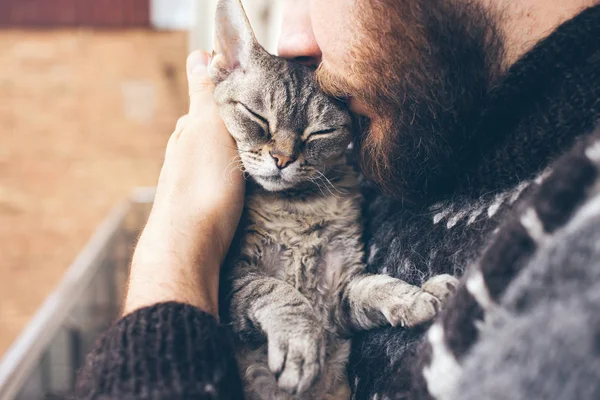 Detail člověka vousy v islandský svetr, který je drží a líbat jeho roztomilá vrní Devon Rex kočka. — Stock fotografie