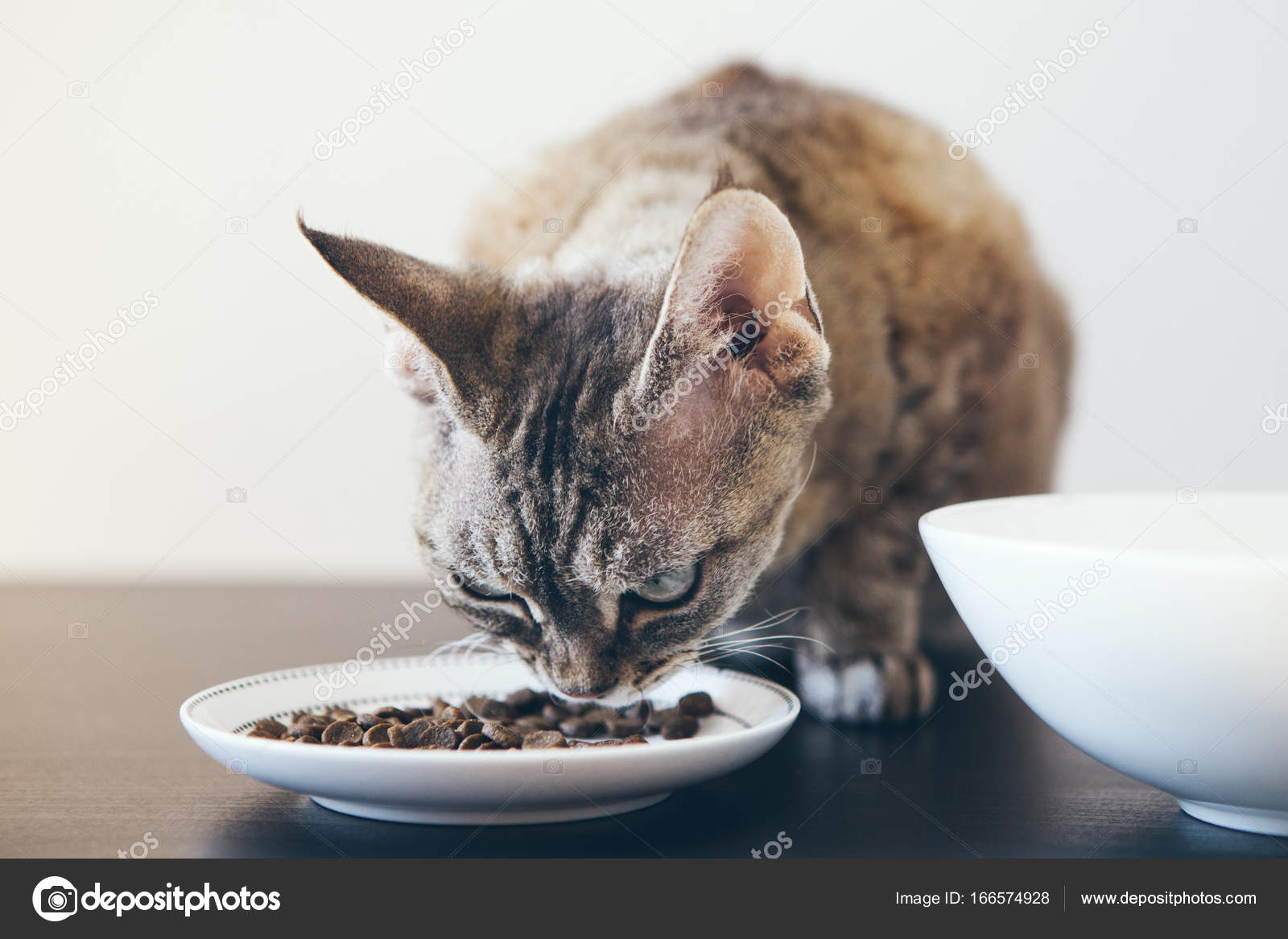 tabby cat diet