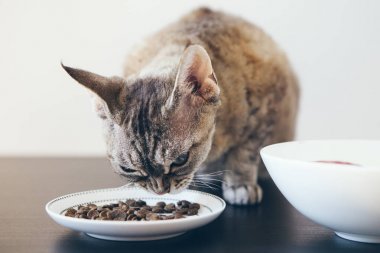 Kediler için kuru gıda yemek yetişkin tekir kedi.