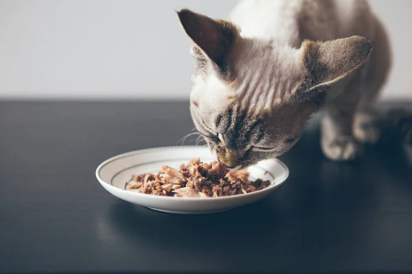Güzel tekir kedi ahşap yere yerleştirilen bir yiyecek tabak yanında oturan