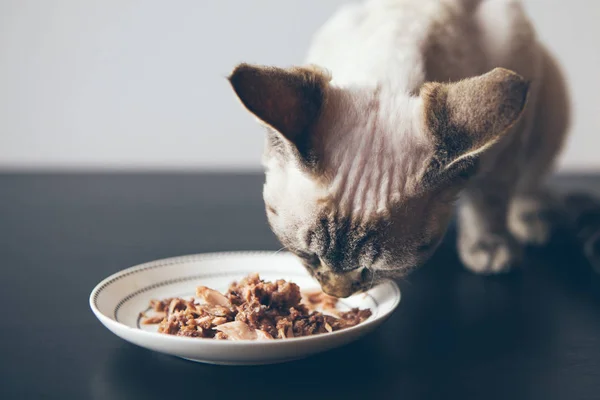 Крупный план кошки, поедающей филе тунца из белой керамической тарелки . — стоковое фото