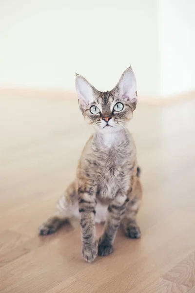 Muotokuva melko utelias Devon Rex kissa . — kuvapankkivalokuva