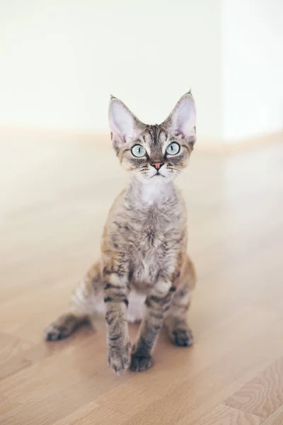 Portret całkiem ciekawy kot Devon Rex. — Zdjęcie stockowe