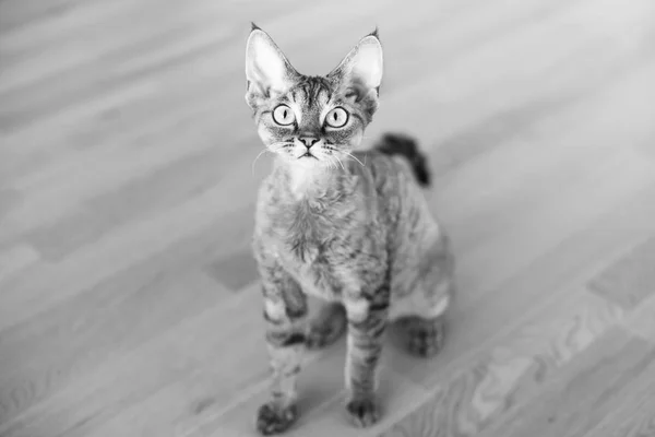 Retrato de un gato Devon Rex bastante curioso sentado en el suelo de madera en casa . — Foto de Stock