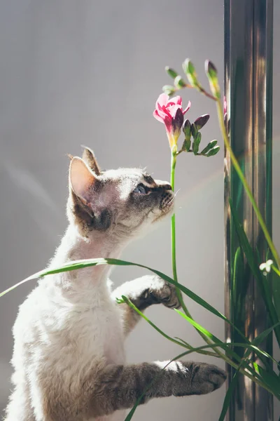 Девон Рекс Кішка Пахнуть Квіти Вплив Сонячного Світла Чуття Відчуття — стокове фото