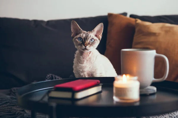 德文郡雷克斯猫坐在家里的沙发上看着摄像机 自然光 选择性聚焦 — 图库照片