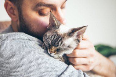 Close-up of cat and man. Portrait of a Devon Rex kitten and young beard guy. Handsome animal-lover man is hugging and cuddling his little cat. Cat enjoys human company. Breed with hypoallergenic fur, no low shedding cat breed, easy to care.