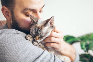 Man is kissing and cuddling his sweet and cute looking Devon Rex cat. Kitten feels happy to be with its owner.  Kitty sits in humans arms and is purring. Breed with special hypoallergenic, no low shedding fur