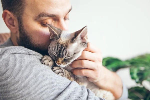 Man is kissing and cuddling his sweet and cute looking Devon Rex cat. Kitten feels happy to be with its owner.  Kitty sits in humans arms and is purring. Breed with special hypoallergenic, no low shedding fur
