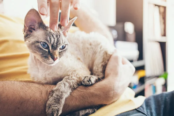 Hombre Está Abrazando Gato Devon Rex Con Ojos Azules Felino —  Fotos de Stock