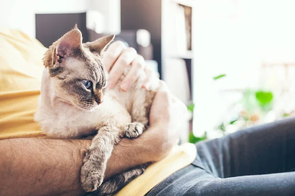 Man Cuddling Devon Rex Cat Blue Eyes Feline Purring Feeling — Stock Fotó