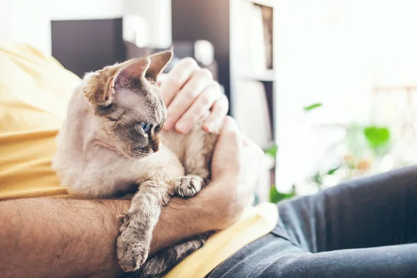 一名男子手牵着和爱抚他的德文雷克斯猫的特写镜头 同时坐在沙发上 与科罗纳病毒隔离 一个人呆在家里有选择的重点 — 图库照片