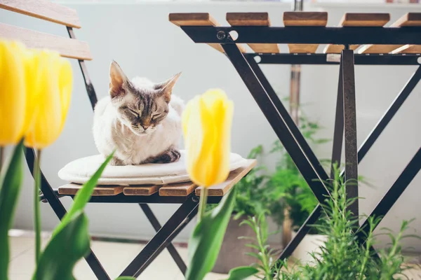 단어장 Lifestyle Photo Beautiful Green Balcony Littest Cute Devon Rex — 스톡 사진