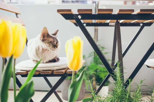 Кіт Сидить Терасі Насолоджується Свіжим Повітрям Балкон Прикрашений Квітами Весняний — стокове фото