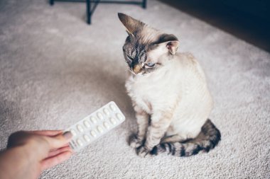 Devon Rex 'in ilaç alması lazım. Sahibi kediye hap veriyor. Sağlık ve bakım konsepti. Yaşam biçimi