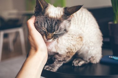 Close up of a woman hand cuddling cute Devon Rex cat. Cat is feeling relaxed, happy and is purring. Love and tenderness mood. Lifestyle photo of a pet. Breed with hypoallergenic fur, no low shedding cat breed, easy to care. Selective focus