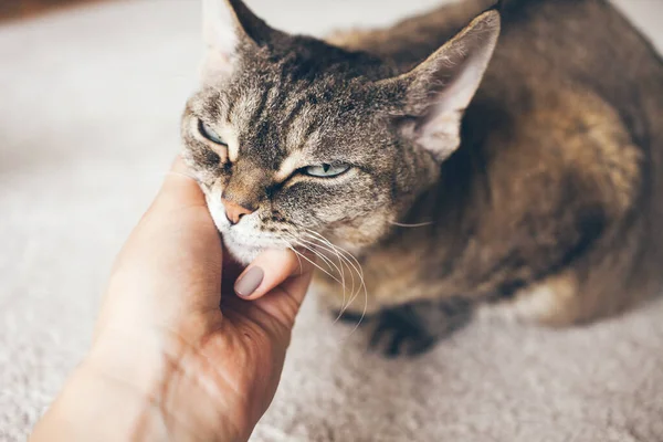 Close-up of a woman hand gently touching Devon Rex feline. Petting your cat releases Oxytocin, the bonding hormone, which can make you feel less stressed. Cat-lady is obsessed with her cute little cat