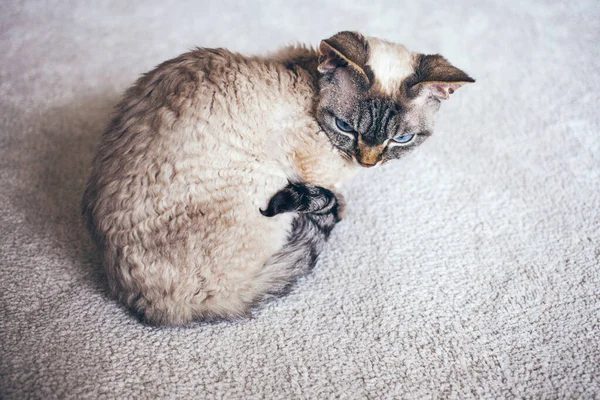 Close Devon Rex Cat Sitting Carpet Home Purebred Kitten Curly — Fotografia de Stock