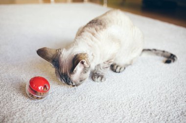 Kedi halıda oturuyor ve yavaş yemek oyuncağıyla oynuyor. Kediyi yavaşça besleyen ve kedinin doğal avlanma ihtiyacını gideren kırmızı renkli top dağıtıcısı. Seçici odak doğal ışık fotoğrafı