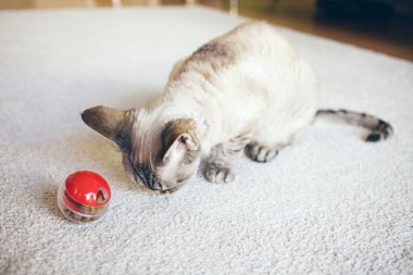 Cat is sitting on the carpet and is playing with slow food toy - red color ball dispenser that slowly feeds the kitty and satisfys cat's inherent need to hunt. Selective focus natural light photo clipart
