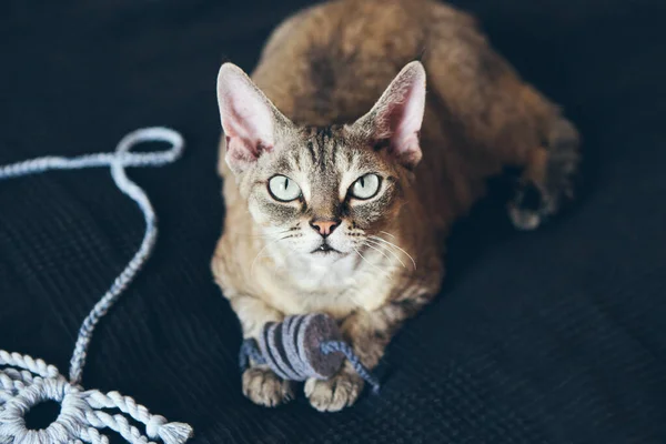 Όμορφη Tabby Χρώμα Devon Rex Γάτα Κάθεται Και Περιμένει Ιδιοκτήτη — Φωτογραφία Αρχείου